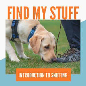 find my stuff sniffing