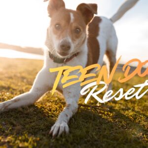 teenage dog reset